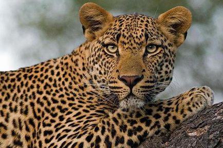 A gepárd eltér a leírás és a leopárd különbségek ragadozók