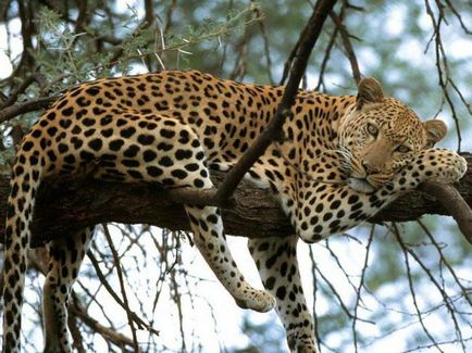 A gepárd eltér a leírás és a leopárd különbségek ragadozók
