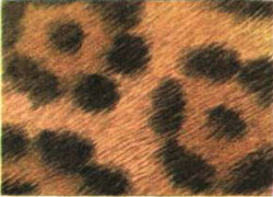 Mi a különbség a gepárd, leopárd és a jaguár kategorizálva - cikkek - cikkek Directory