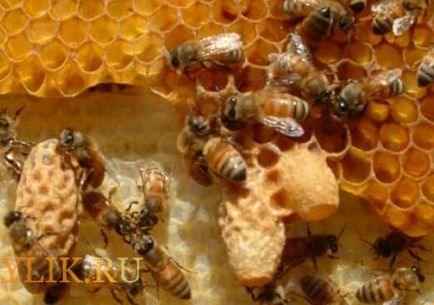 Mi a rajzó méhek és hogyan küzdjünk ellene és értékét a megelőzés