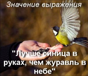 Ami azt jelenti, madár a kézben érdemes kettő a bokorban érték és kifejezés jelentését