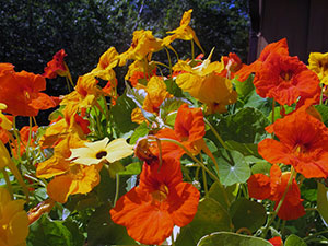 Sarkantyúvirág virág - ültetés és gondozás; fotó sarkantyúvirág, nasturtiums növekszik, tulajdonságai; böjtfű