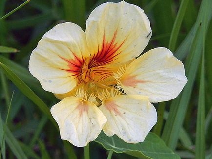 Sarkantyúvirág virág - ültetés és gondozás; fotó sarkantyúvirág, nasturtiums növekszik, tulajdonságai; böjtfű