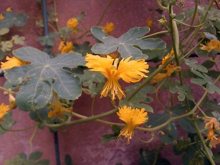 Sarkantyúvirág virág - ültetés és gondozás; fotó sarkantyúvirág, nasturtiums növekszik, tulajdonságai; böjtfű