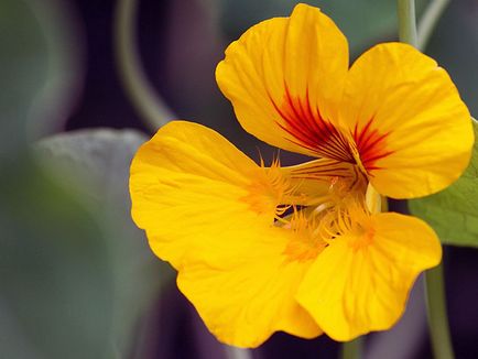 Sarkantyúvirág virág - ültetés és gondozás; fotó sarkantyúvirág, nasturtiums növekszik, tulajdonságai; böjtfű