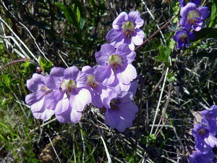 Sarkantyúvirág virág - ültetés és gondozás; fotó sarkantyúvirág, nasturtiums növekszik, tulajdonságai; böjtfű