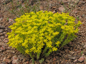 Stonecrop Flower Photo, különösen ültetés és gondozó növények, Sedum fajok