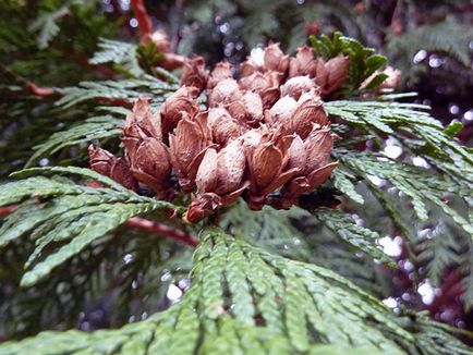 Thuja fa - ültetési és gondozási Photo arborvitae, arborvitae oltása és tenyésztés, a fajok és fajták