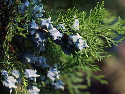 Thuja fa - ültetési és gondozási Photo arborvitae, arborvitae oltása és tenyésztés, a fajok és fajták