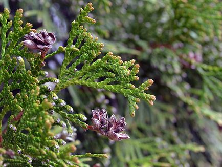 Thuja fa - ültetési és gondozási Photo arborvitae, arborvitae oltása és tenyésztés, a fajok és fajták