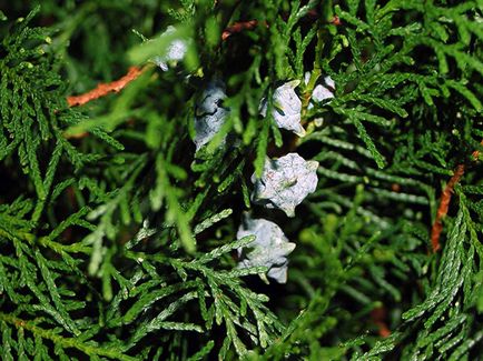 Thuja fa - ültetési és gondozási Photo arborvitae, arborvitae oltása és tenyésztés, a fajok és fajták