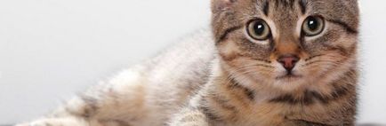 Dermatitis macskák fotó, kezelésére, a tünetek és hogyan kell kezelni