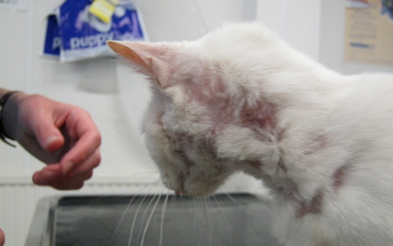Dermatitis kutyák és macskák okoz, tünetei és kezelése