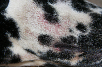 Dermatitis kutyák és macskák okoz, tünetei és kezelése