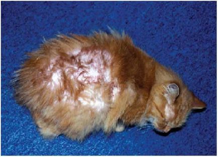 Dermatitis macskák, dermatitis macskák otthon