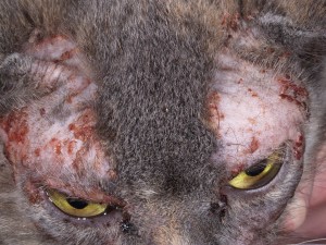 Dermatitis macskák okoz, tünetei és kezelések