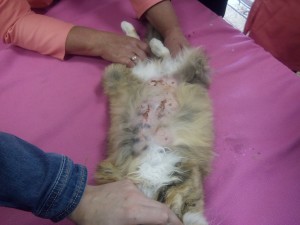 Dermatitis macskák okoz, tünetei és kezelések