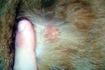 Dermatitis macskák tünetei és kezelése otthon bolha, atópiás és Miliáris