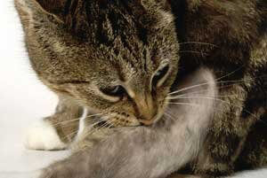 Dermatitis macskák tünetek, az osztályozás és a megfelelő kezelés