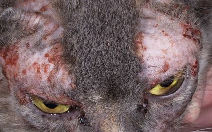 Dermatitis macskák - tünetek, kezelés, gyógyszerek, okai a legjobb barátok