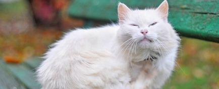 Dermatitis macskák típusú, tünetek, okok, kezelés