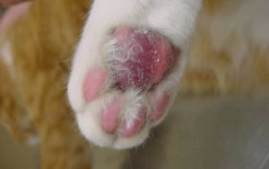 Dermatitis macskák kezelésére emberek jogorvoslatok