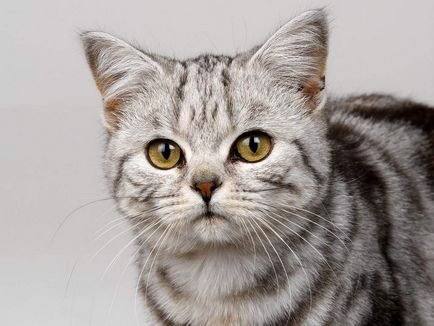 A diagnózis és a kezelés az allergiás dermatitis macskák