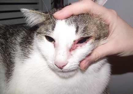 A diagnózis és a kezelés az allergiás dermatitis macskák