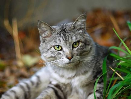 A diagnózis és a kezelés az allergiás dermatitis macskák