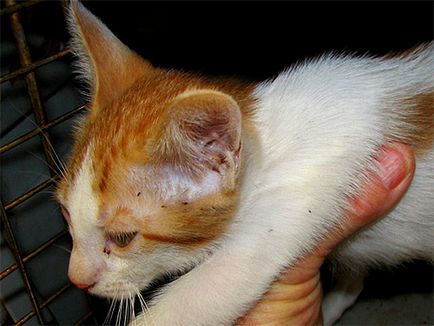 Pet bolha és hogyan megszabadulni tőlük (bolhák háziállatok) Pet bolha és hogyan megszabadulni tőlük