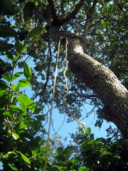 Treehouse fotót a saját kezét, rajz, videó használati