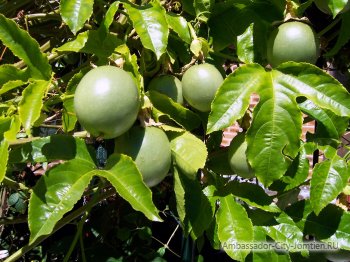 Gyümölcs passionfruit hasznos és káros tulajdonságait, mint az evés maracuja, vélemények és észrevételek