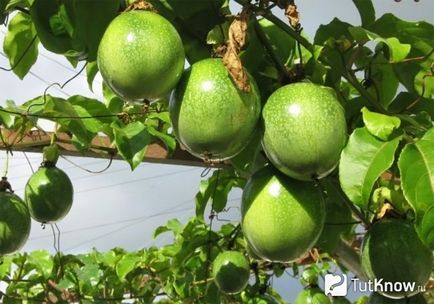 Gyümölcs passionfruit hasznos tulajdonságok, fotók