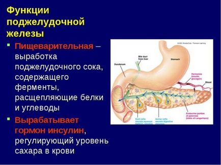 A hasnyálmirigy működését az emberi szervezetben, pancreatitis