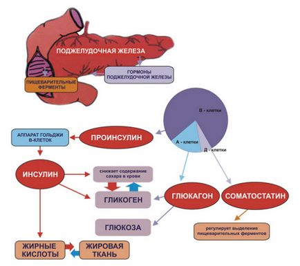 A hasnyálmirigy működését az emberi szervezetben, pancreatitis