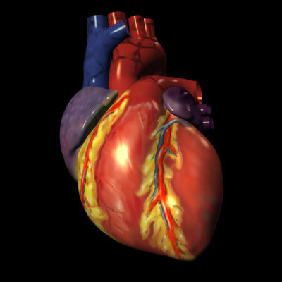 A funkció a szív, mint a szív működik - egy nagy orvosi enciklopédia