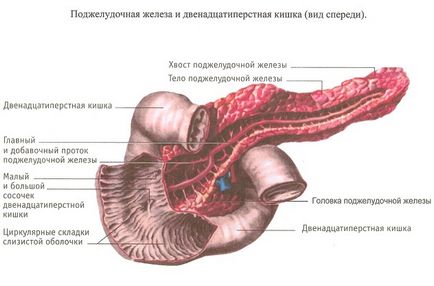 Amennyiben a hasnyálmirigy az emberi szervezetben, a hasnyálmirigy betegség tünetei