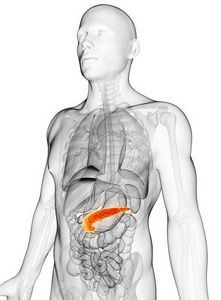 Amennyiben az emberi szervezetben a hasnyálmirigy