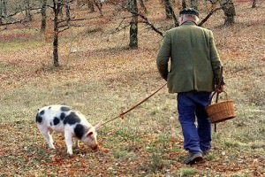 Amennyiben Magyarországon egyre gomba szarvasgomba fehér és fekete-e emelni a saját árát