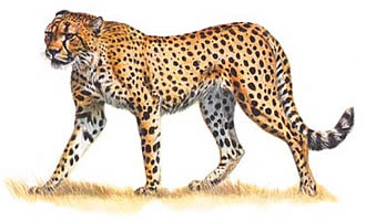 Cheetah, nagy macskák