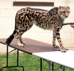 Cheetah - az