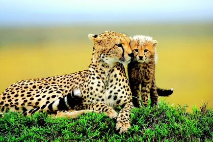 Cheetah és leopárd - pöttyös rokonok