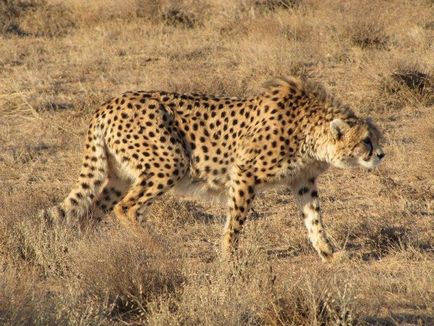 Cheetah - leírás, alfaj, fotó, ahol él, mit eszik (várakozás) Cheetah - leírás, alfaj, fotó, ahol él, mit eszik