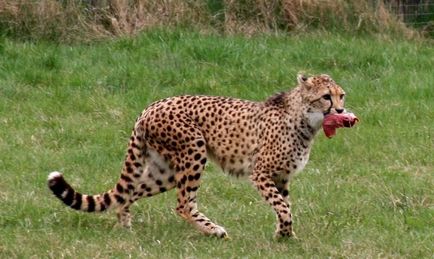Cheetah - leírás, alfaj, fotó, ahol él, mit eszik (alfaj) Cheetah - leírás, alfaj, fotó, ahol él, mit eszik