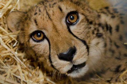 Cheetah - leírás, alfaj, fotó, ahol él, mit eszik (alfaj) Cheetah - leírás, alfaj, fotó, ahol él, mit eszik