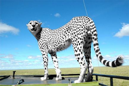 Cheetah - leírás, alfaj, fotó, ahol él, mit eszik (gepárd) Cheetah - leírás, alfaj, fotó, ahol él, mit eszik