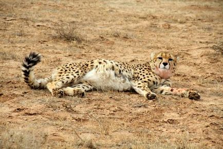 Cheetah - leírás, alfaj, fotó, ahol él, mit eszik
