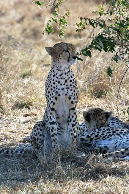 Cheetah - leírás, alfaj, fotó, ahol él, mit eszik