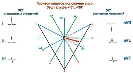 A vízszintes helyzetben a szív elektromos tengelye vízszintes jelek e