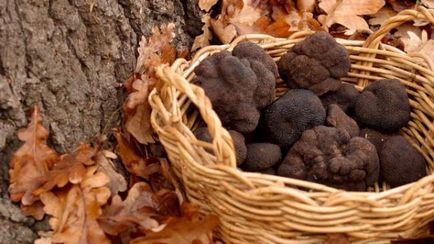 Gombák szarvasgomba leírását a faj, amely növekszik Magyarországon, Ukrajnában, hogy hogyan néz ki, szakács, növekvő